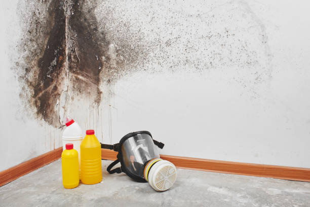 Best Professional Mold Removal  in Wrightsville, PA