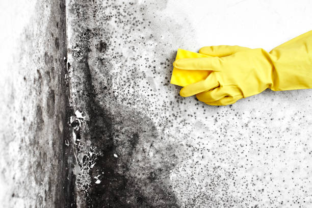 Best Mold Damage Repair  in Wrightsville, PA