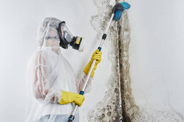 Best Mold Damage Repair  in Wrightsville, PA