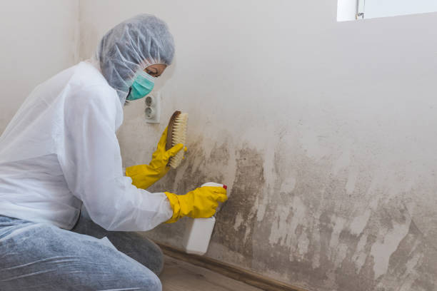 Best Attic Mold Removal  in Wrightsville, PA