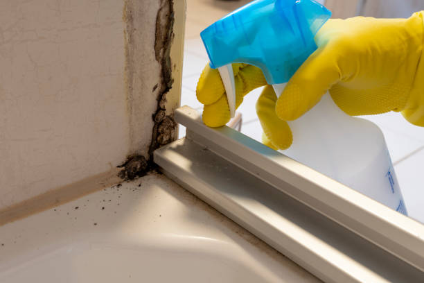 Best Affordable Mold Removal  in Wrightsville, PA