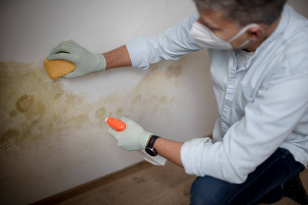 Mold Removal and Inspection in Wrightsville, PA