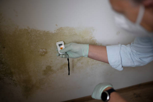 Best Residential Mold Removal  in Wrightsville, PA