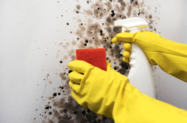 Best Mold Damage Repair  in Wrightsville, PA
