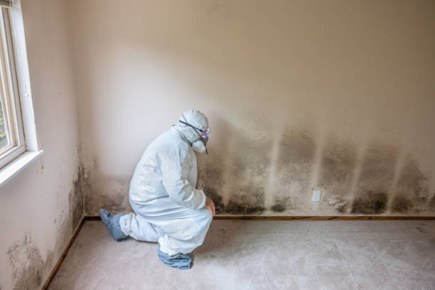 Best Mold Removal and Inspection  in Wrightsville, PA
