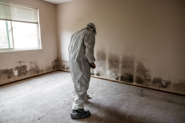 Best Affordable Mold Removal  in Wrightsville, PA