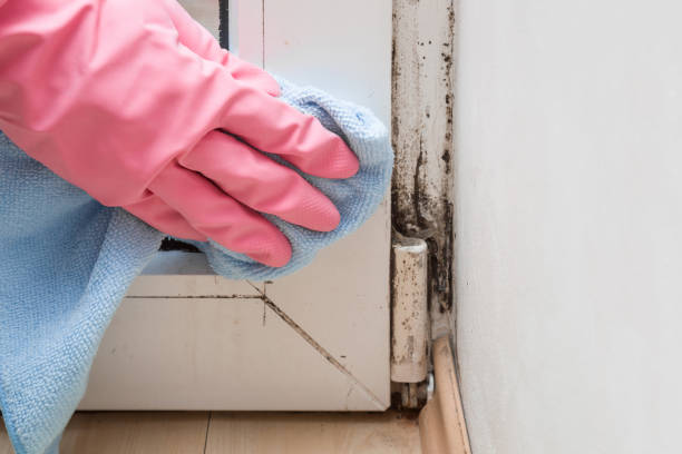 Best Mold Cleaning Services  in Wrightsville, PA