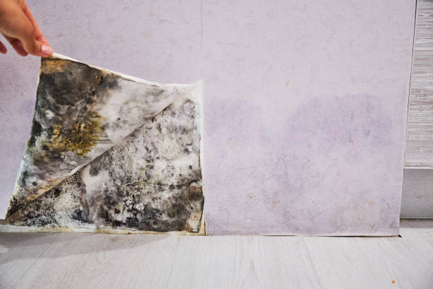 Best Mold Cleaning Services  in Wrightsville, PA